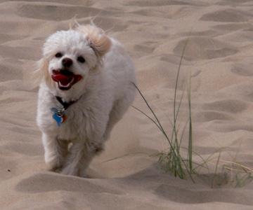 Pixie running in sand with new hair cut